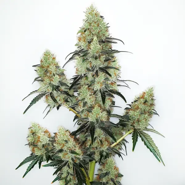 House420 Lemon Zkittlez Autoflowering – Feminisierte Samen